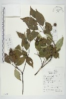 藏品(四照花、山荔枝)的圖片