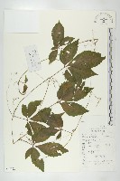 藏品(絞股藍)的圖片