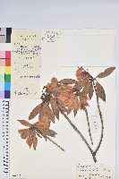 藏品(露珠杜鵑)的圖片