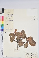 藏品(情念杜鵑花)的圖片