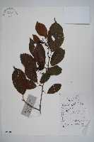 藏品(江南榿木)的圖片