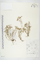 藏品(蘚狀景天)的圖片