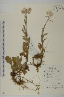 藏品(車錢葉黃腺香青)的圖片