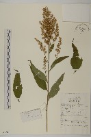 藏品(珍珠蒿、奇蒿)的圖片