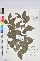 藏品(亮葉水青岡)的圖片