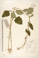 藏品(高大翅果菊)的圖片