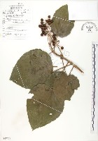 藏品(山桐子)的圖片