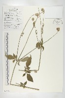 藏品(續斷)的圖片