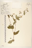 藏品(苦實菜)的圖片