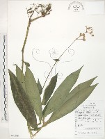 藏品(杜若)的圖片