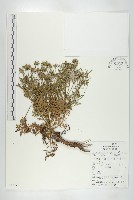 藏品(小連翹)的圖片