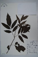 藏品(冇骨消)的圖片