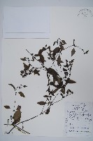 藏品(柳葉水蓑衣)的圖片