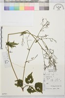 藏品(大葉唐松草)的圖片