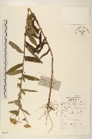 藏品(旋覆花)的圖片