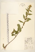 藏品(一枝黃花)的圖片
