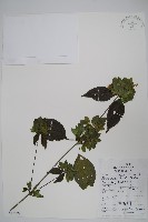 藏品(九頭獅子草)的圖片