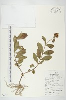 藏品(費菜)的圖片