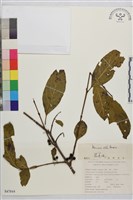 藏品(凍綠)的圖片