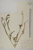 藏品(日本苔草)的圖片