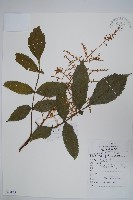 藏品(鹽膚木)的圖片