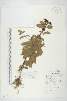 藏品(費菜)的圖片