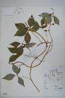 藏品(羊乳、四葉參)的圖片