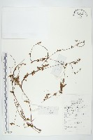 藏品(日本菟絲子)的圖片