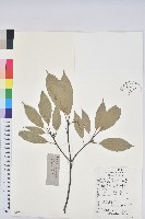 藏品(青剛櫟、鐵椆)的圖片