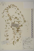 藏品(雀舌草)的圖片