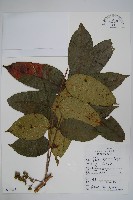 藏品(木蜡樹、野漆樹)的圖片