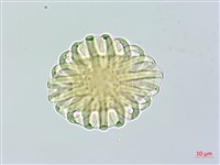 藏品(黃花遠志)的圖片