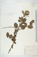 藏品(馬桑)的圖片