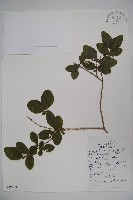 藏品(下江忍冬)的圖片