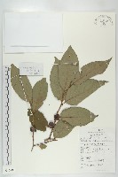 藏品(黑棗、君遷子)的圖片
