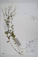藏品()的圖片