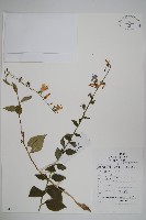 藏品(薺苨)的圖片