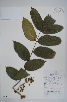 藏品(木蜡樹、野漆樹)的圖片