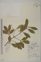 藏品(膠東衛矛)的圖片