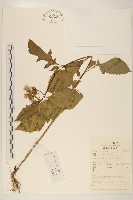 藏品(野茼蒿)的圖片