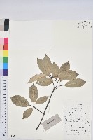 藏品(青剛櫟、鐵椆)的圖片
