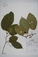 藏品(八角楓)的圖片