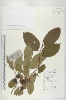 藏品(黑棗、君遷子)的圖片