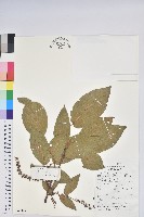 藏品(毛果珍珠花)的圖片