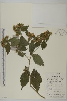 藏品(微糙三脈紫菀)的圖片