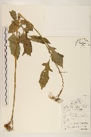 藏品(野茼蒿)的圖片