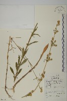 藏品(米瓦罐)的圖片