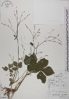 藏品(鴨兒芹)的圖片