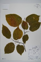 藏品(八角楓、瓜木)的圖片