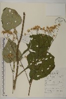 藏品(東風菜)的圖片